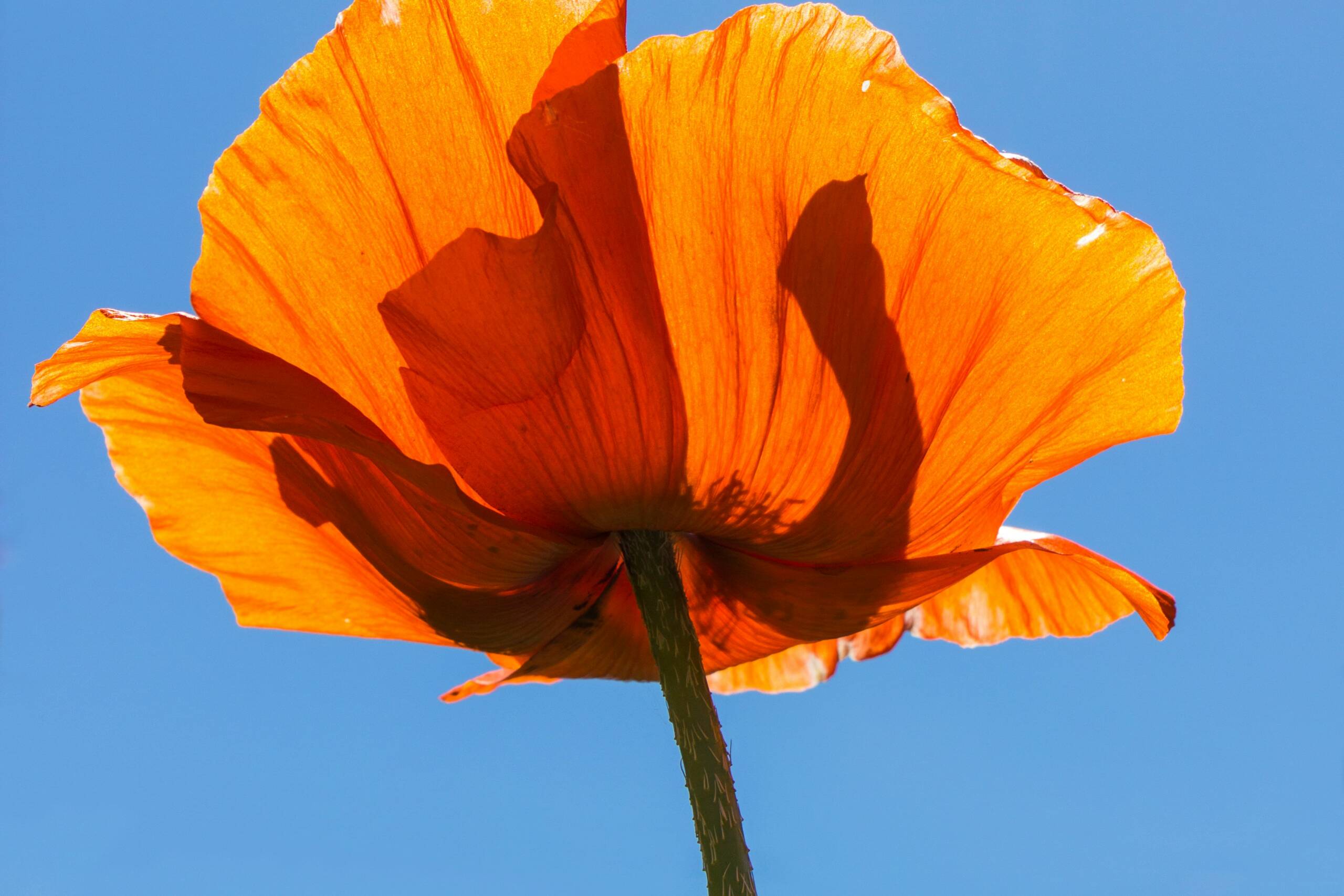 darren-richardson-RUCYR95NHJY-unsplash